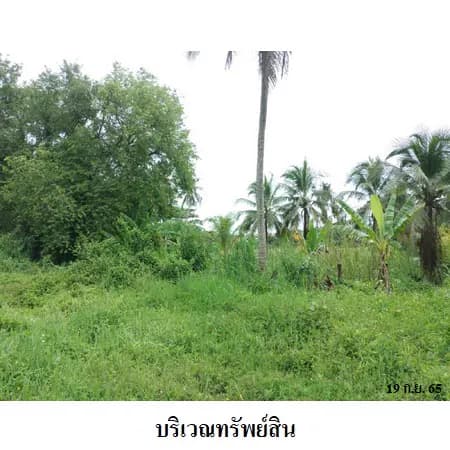 ที่ดินเปล่า 14 ไร่ 1 งาน ติดถนนเอเชีย ทล.41 ไชยา 3