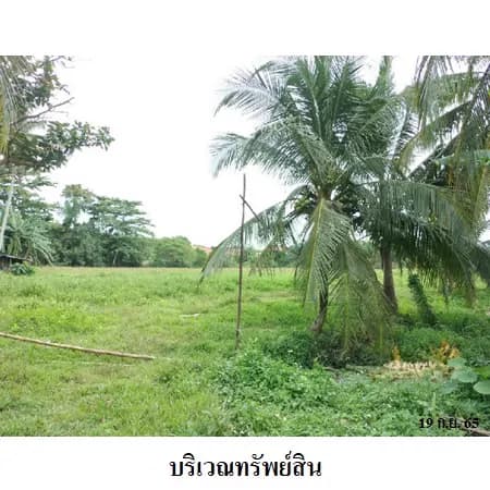 ที่ดินเปล่า 14 ไร่ 1 งาน ติดถนนเอเชีย ทล.41 ไชยา 4