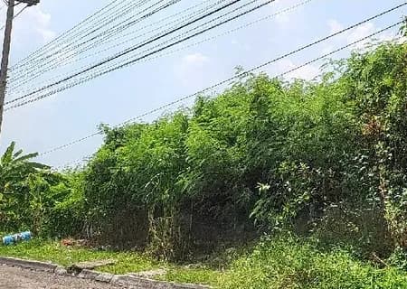 Kawasan hijau